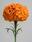 Tagetes erecta Xochi™ Orange F1 200 seeds - 2/2