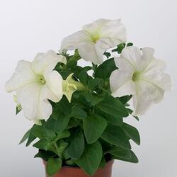 Petunia h.Express White F1 500 seeds - 2