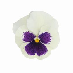 Viola x w.Inspire® White with Blotch  F1 500 seeds - 2