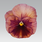 Viola x w. Inspire® Terracotta  F1 500 seeds - 2/2