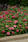 Zinnia m.Double Zahara™ Raspberry Ripple 100 seeds - 2/2