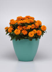 Zinnia m. Double Zahara™ Bright Orange 100 seeds - 2