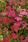 Achillea millefolium Cerise Queen 0,25g - 2/2