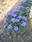 Ageratum houstonianum Blue (Capri) 1g - 2/3