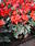 Cyclamen persicum Šarlatově červený 100 semen - 2/2