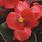 Begonia semp. Broumov F1 0,25g - 2/2