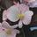 doprodej-Begonia semp. Strahov F1 0,25g - 2/2