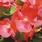 Begonia semp. Tango Červená F1 2000 semen - 2/2
