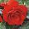 doprodej-Begonia tuberhybrida Tmavě červená 0,25g - 2/2