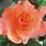 doprodej-Begonia tuberhybrida Lososová 0,25g - 2/2