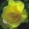 Begonia tuberhybrida Žlutá 1/16g - 2/2