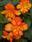 Begonia t. pendula Chanson oranžovo-žlutá F1 50 p. - 2/2