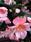 Begonia t. pendula Chanson růžovo-bílá F1 1/16g - 2/2
