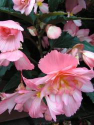 Begonia t. pendula Chanson Pink & White F1 1/16g - 2