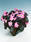 Begonia semp. Nightlife Blush F1 1000 pellets - 2/2