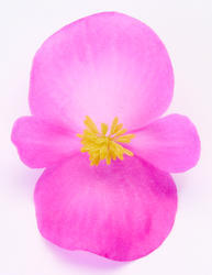 Begonia semp. Nightlife Deep Rose F1 1000 pellets - 2