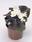 Begonia semp. Nightlife White F1 1000 pelet - 2/2