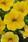 Calibrachoa Kabloom Yellow 100 multi-pellets - 2/2