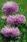 Callistephus chinensis Gala Lavender 1000 seeds - 2/2
