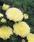 Callistephus chinensis Gala Yellow 1000s - 2/2