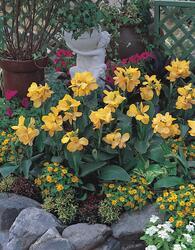 Canna g. Tropical Yellow  F1 50 seeds - 2