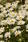 Chrysanthemum maximum Rijnsburg Glory 2g - 2/2
