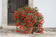 Begonia b.Copacabana Red F1 250 pellets - 2/2