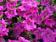 Petunia h. Diamond Rose Vein F1 250 pellets - 2/2