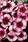 Dianthus Super Parfait Raspberry F1 200 pellets - 2/2