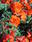 Begonia t. pendula Chanson Orange F1 1/16g - 2/2