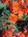Begonia t. pendula Chanson Orange F1 50 pellets - 2/3