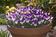 Viola c. Floral White Purple Wing  F1 250 seeds - 2/2