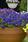 Viola c.Floral Power® Deep Blue Blotch F1 250seeds - 2/2