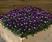 Viola c. Floral Power® Purple Face F1 250 seeds - 2/2