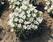 Campanula carpatica White Clips 500 seeds - 2/2