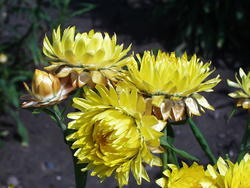 Helichrysum bracteatum Žluté 2g - 2
