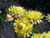 Helichrysum bracteatum Žluté 2g - 2/2