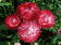Helichrysum bracteatum Crimson 2g - 2/3