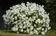 Petunia h. White Velvet F1 50 pellets - 2/3