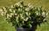 Begonia i.Sensation White Green Leaf F1 50 pelet - 2/2