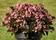 Begonia i.Sensation Pink Bronze Leaf F1 250 pelet - 2/2