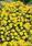 Cosmos sulphureus Cosmic Yellow 100 seeds - 2/3