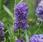 Lavandula ang.Ellagance Purple 250 seeds - 2/2