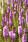 Liatris spicata Floristan Violet 1g - 2/2