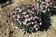 Lobelia erinus Riviera Lilac 15 000 semen - 2/2