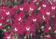 Lobelia erinus Riviera Rose 15 000 semen - 2/2