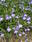 Lobelia erinus pendula Cascade Blue 0,5g - 2/2