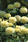 Tagetes erecta Vanilla 200 seeds - 2/2