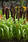 Pennisetum glaucum Jade Princess F1 100 seeds - 2/3