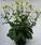 Nicotiana Perfume White F1 250 seeds - 2/2